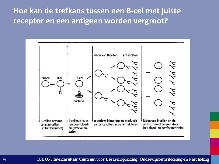 Hoe kan de trefkans tussen een B-cel met juiste receptor en een antigeen worden