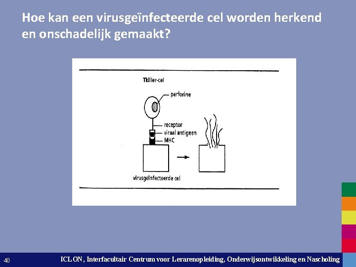 Hoe kan een virusgeïnfecteerde cel worden herkend en onschadelijk gemaakt? 40 ICLON, Interfacultair Centrum