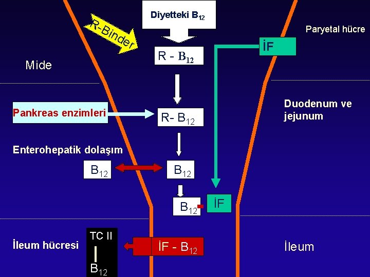 R- Diyetteki B 12 Bin de Mide Pankreas enzimleri Paryetal hücre r İF R