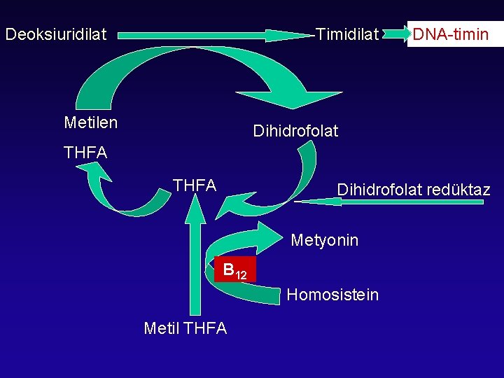 Deoksiuridilat Timidilat Metilen DNA-timin Dihidrofolat THFA Dihidrofolat redüktaz Metyonin B 12 Homosistein Metil THFA