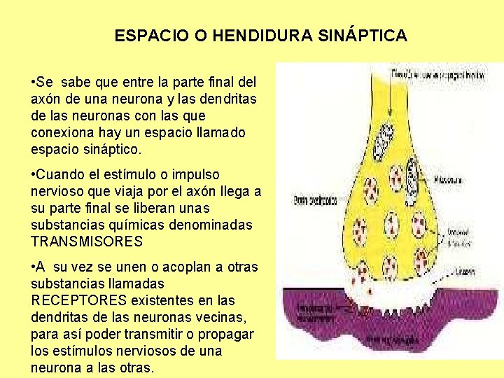 ESPACIO O HENDIDURA SINÁPTICA • Se sabe que entre la parte final del axón