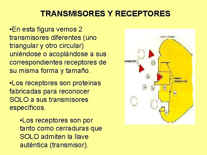 TRANSMISORES Y RECEPTORES • En esta figura vemos 2 transmisores diferentes (uno triangular y