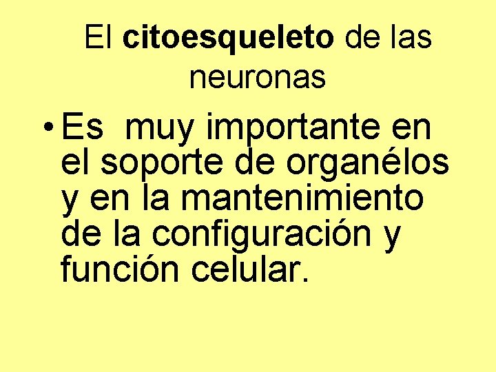 El citoesqueleto de las neuronas • Es muy importante en el soporte de organélos