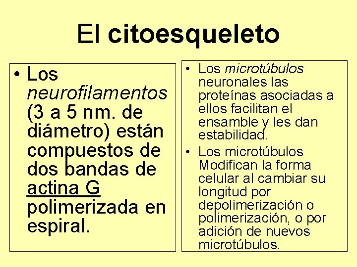 El citoesqueleto • Los neurofilamentos (3 a 5 nm. de diámetro) están compuestos de