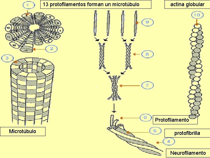 13 protofilamentos forman un microtúbulo actina globular Protofilamento Microtúbulo protofibrilla Neurofilamento 