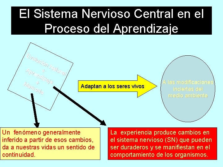 El Sistema Nervioso Central en el Proceso del Aprendizaje Ev olu ció n N