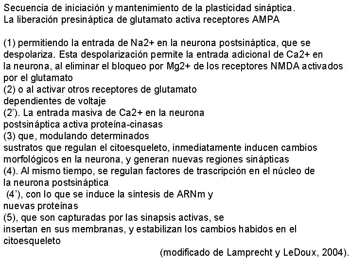 Secuencia de iniciación y mantenimiento de la plasticidad sináptica. La liberación presináptica de glutamato