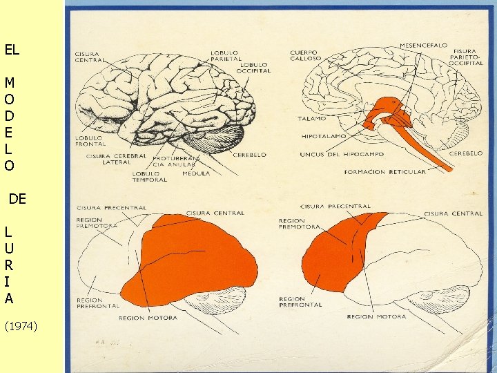 EL M O D E L O DE L U R I A (1974)