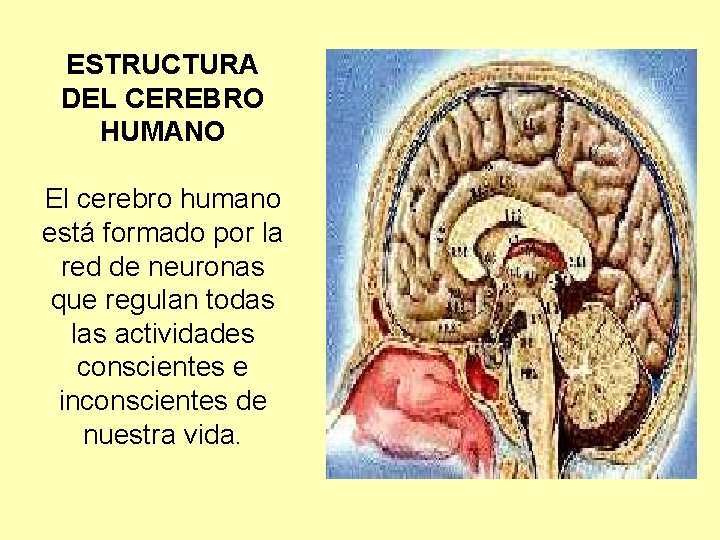 ESTRUCTURA DEL CEREBRO HUMANO El cerebro humano está formado por la red de neuronas