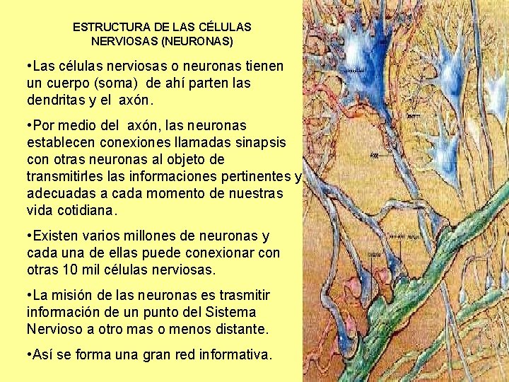 ESTRUCTURA DE LAS CÉLULAS NERVIOSAS (NEURONAS) • Las células nerviosas o neuronas tienen un