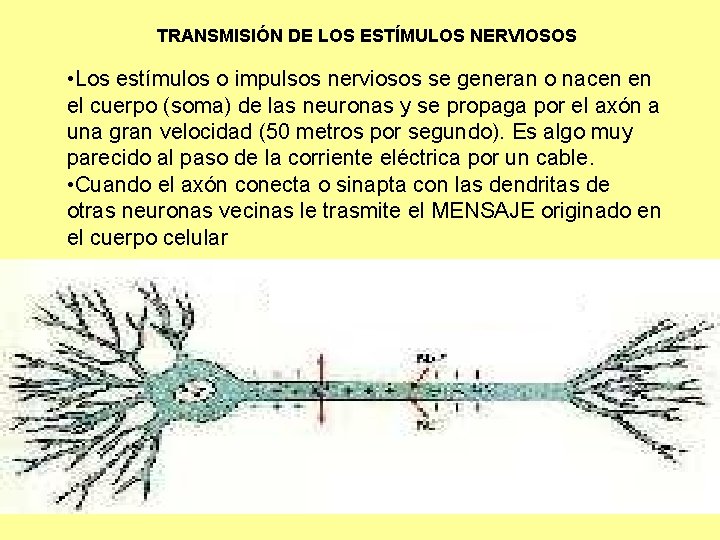 TRANSMISIÓN DE LOS ESTÍMULOS NERVIOSOS • Los estímulos o impulsos nerviosos se generan o