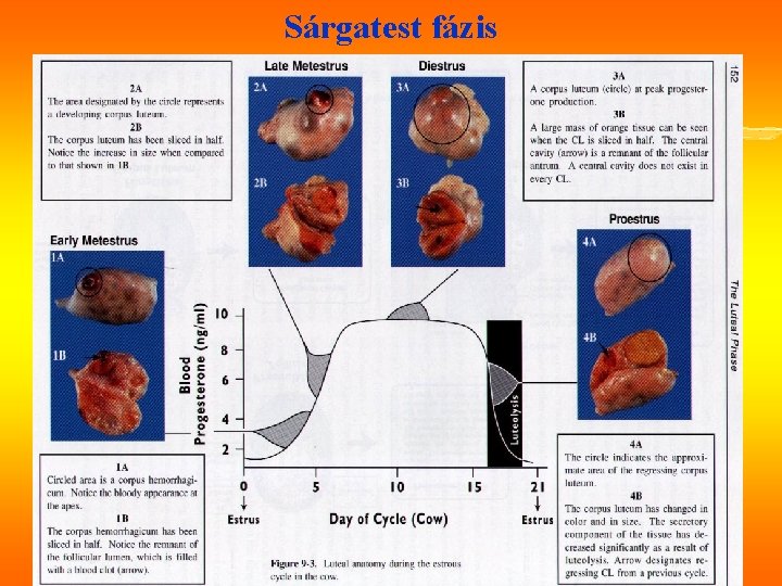 Sárgatest fázis 