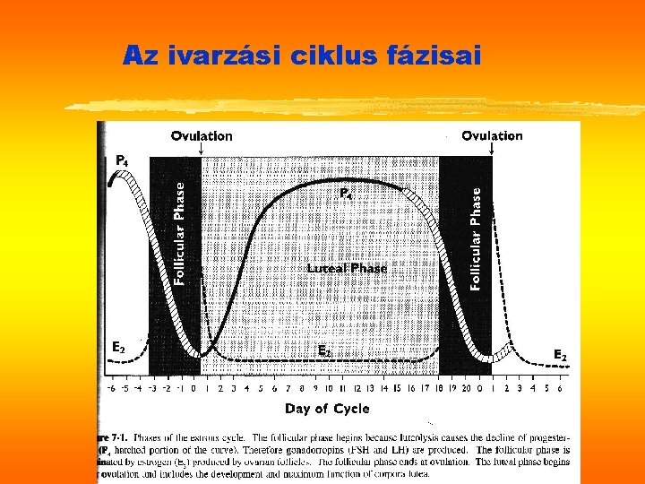 Az ivarzási ciklus fázisai 