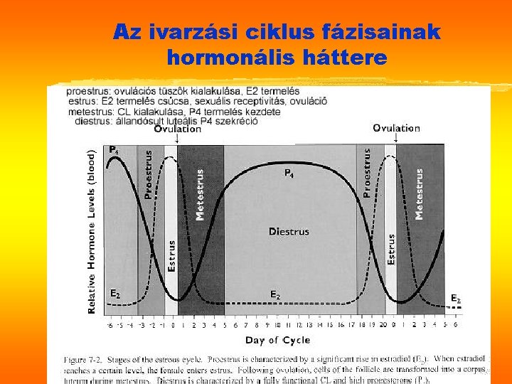 Az ivarzási ciklus fázisainak hormonális háttere 