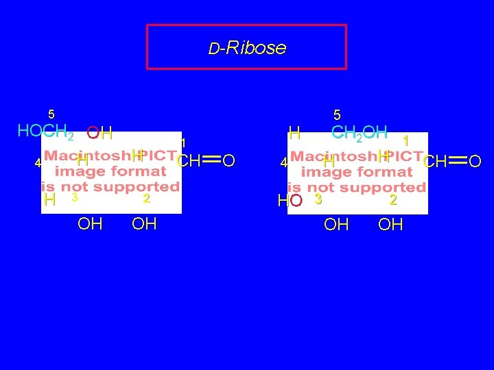 D-Ribose 5 HOCH 2 OH H 4 H 3 OH H 2 OH CH