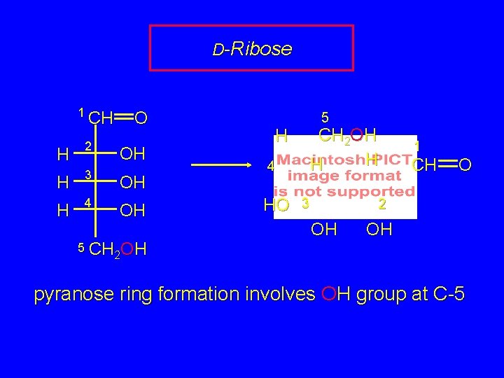 D-Ribose 1 CH O H 2 H 3 OH H 4 OH OH 5