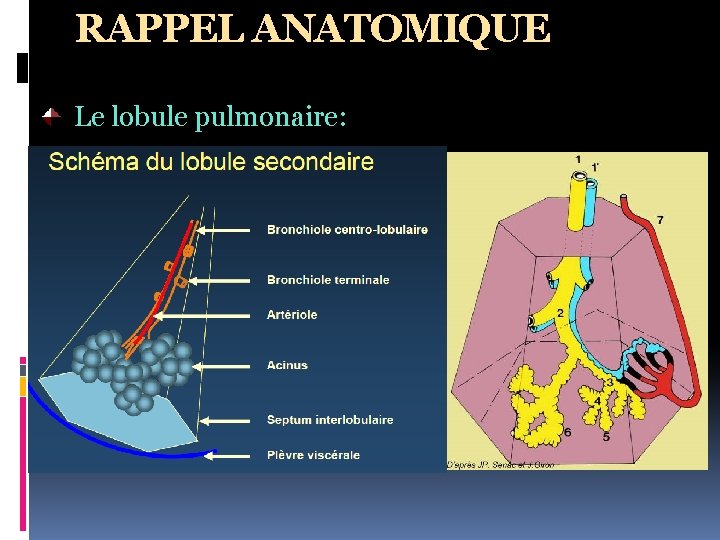 RAPPEL ANATOMIQUE Le lobule pulmonaire: • La plus petite unité structurale visualisable au scanner