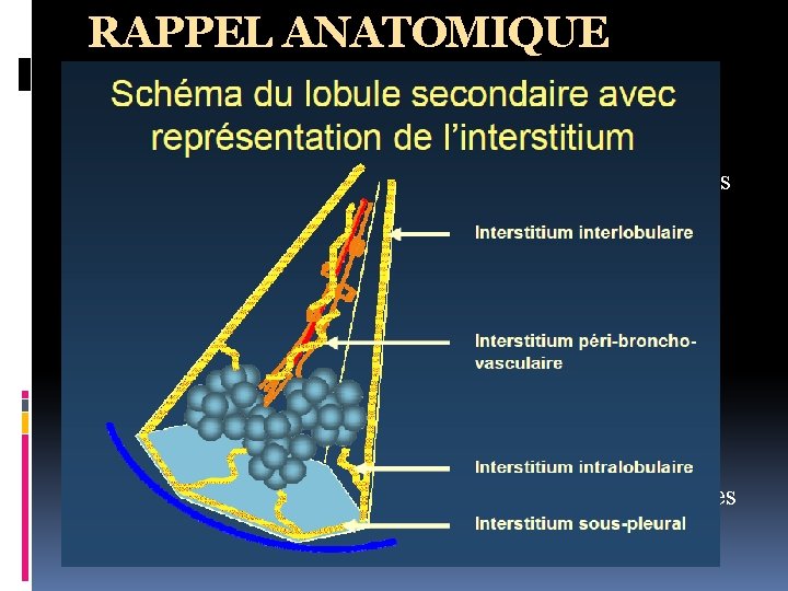 RAPPEL ANATOMIQUE L’interstitium formé par le tissu conjonctif qui entoure et soutient les espaces