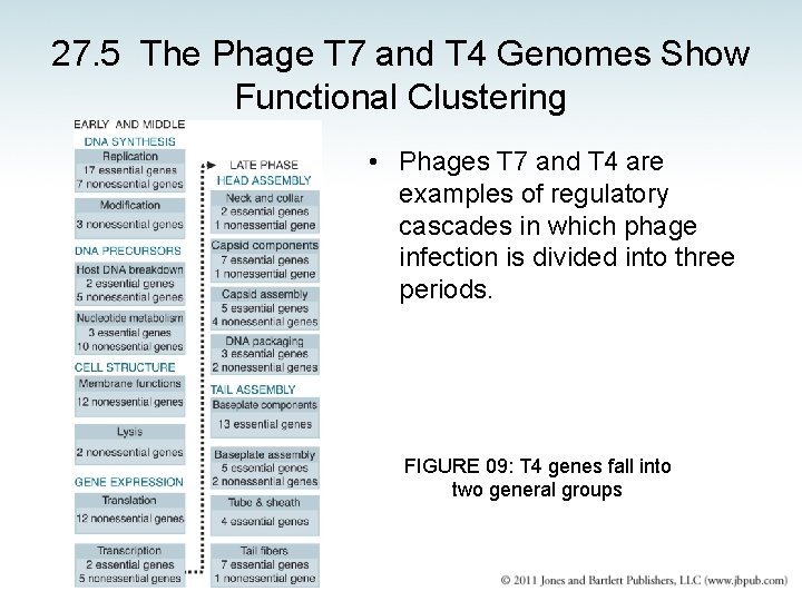 27. 5 The Phage T 7 and T 4 Genomes Show Functional Clustering •
