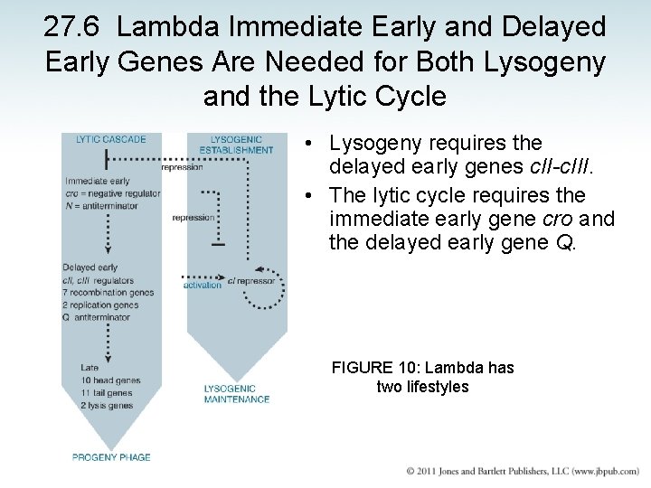 27. 6 Lambda Immediate Early and Delayed Early Genes Are Needed for Both Lysogeny