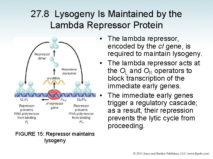 27. 8 Lysogeny Is Maintained by the Lambda Repressor Protein • The lambda repressor,
