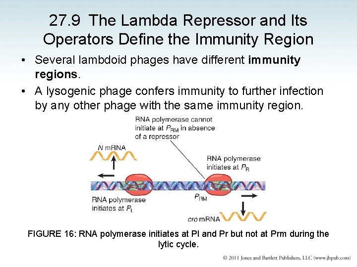 27. 9 The Lambda Repressor and Its Operators Define the Immunity Region • Several