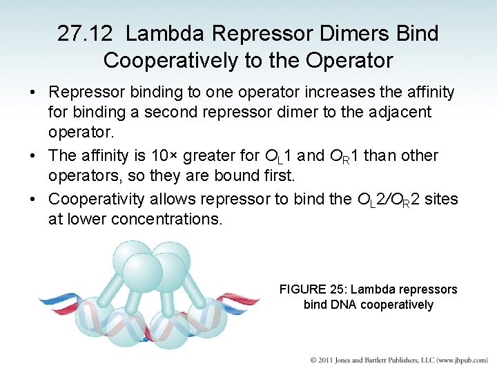 27. 12 Lambda Repressor Dimers Bind Cooperatively to the Operator • Repressor binding to