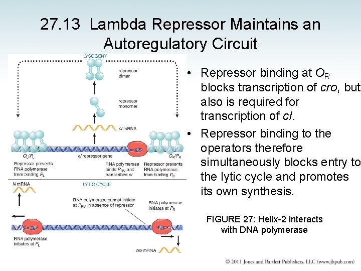 27. 13 Lambda Repressor Maintains an Autoregulatory Circuit • Repressor binding at OR blocks