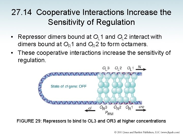 27. 14 Cooperative Interactions Increase the Sensitivity of Regulation • Repressor dimers bound at