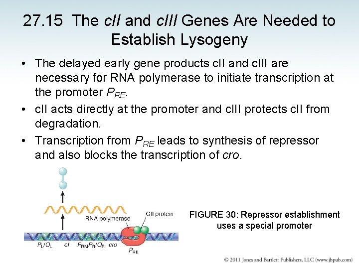 27. 15 The c. II and c. III Genes Are Needed to Establish Lysogeny
