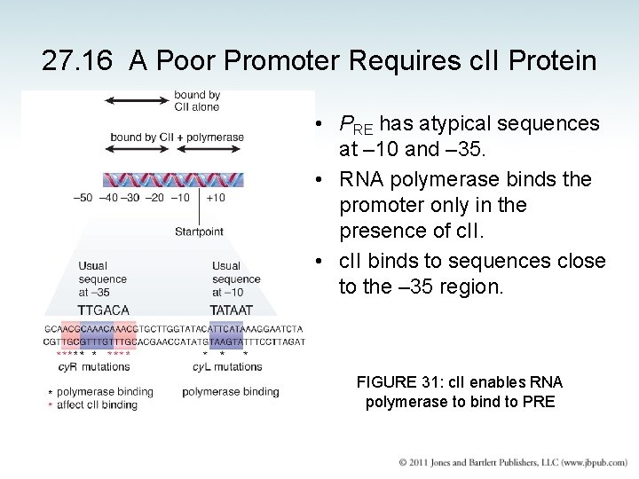 27. 16 A Poor Promoter Requires c. II Protein • PRE has atypical sequences
