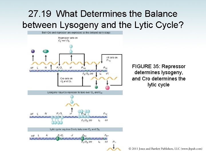 27. 19 What Determines the Balance between Lysogeny and the Lytic Cycle? FIGURE 35: