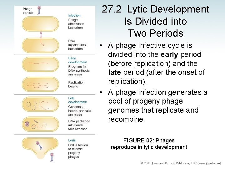 27. 2 Lytic Development Is Divided into Two Periods • A phage infective cycle