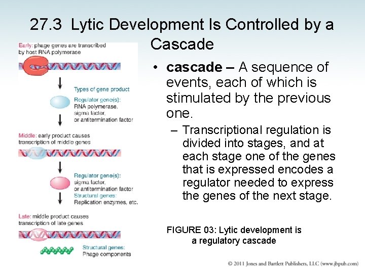 27. 3 Lytic Development Is Controlled by a Cascade • cascade – A sequence