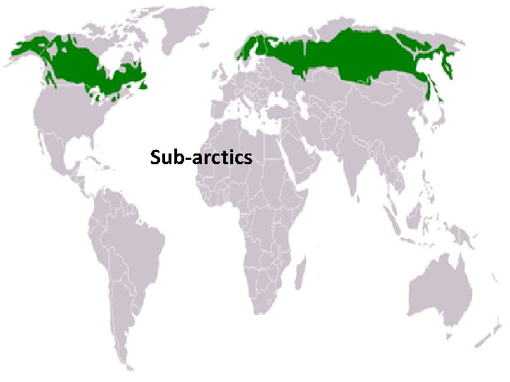 Sub-arctics 