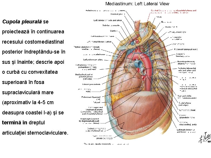 Cupola pleurală se proiectează în continuarea recesului costomediastinal posterior îndreptându se în sus şi