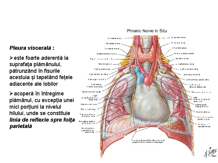 Pleura viscerală : Øeste foarte aderentă la suprafaţa plămânului, pătrunzând în fisurile acestuia şi