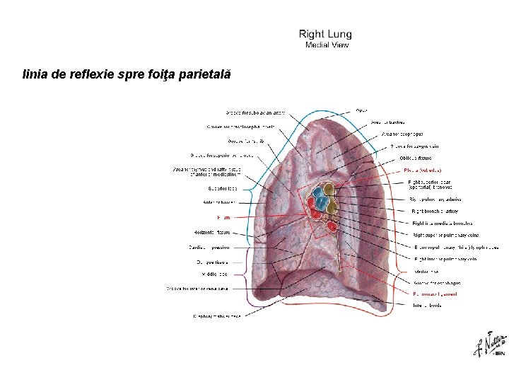 linia de reflexie spre foiţa parietală 