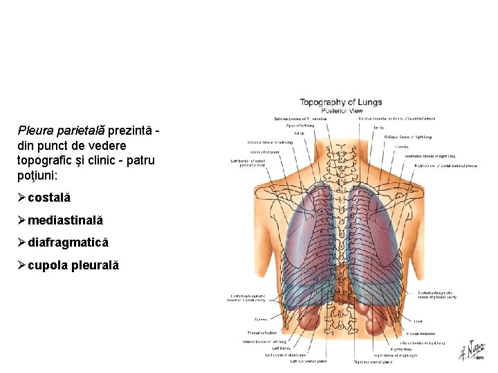 Pleura parietală prezintă din punct de vedere topografic şi clinic patru poţiuni: Øcostală Ømediastinală