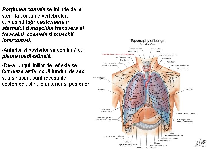 Porţiunea costală se întinde de la stern la corpurile vertebrelor, căptuşind faţa posterioară a
