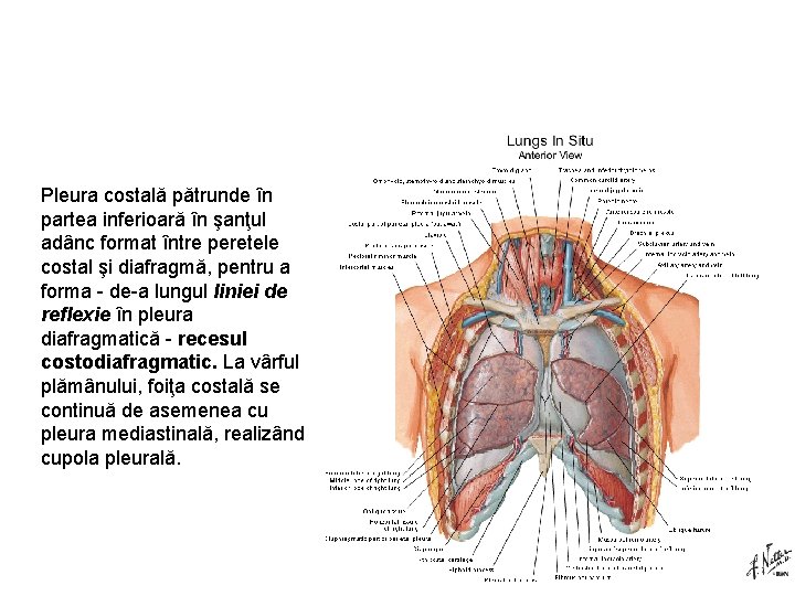 Pleura costală pătrunde în partea inferioară în şanţul adânc format între peretele costal şi