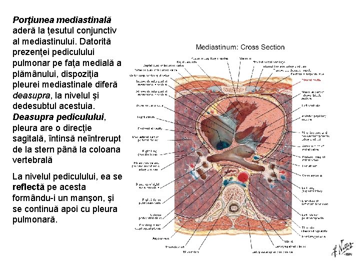 Porţiunea mediastinală aderă la ţesutul conjunctiv al mediastinului. Datorită prezenţei pediculului pulmonar pe faţa