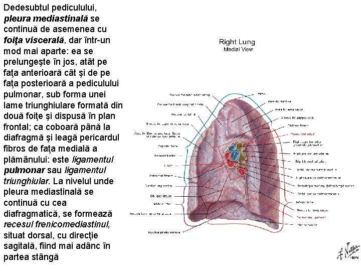 Dedesubtul pediculului, pleura mediastinală se continuă de asemenea cu foiţa viscerală, dar într un