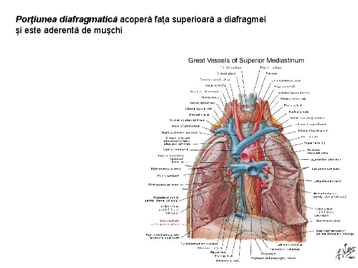Porţiunea diafragmatică acoperă faţa superioară a diafragmei şi este aderentă de muşchi 