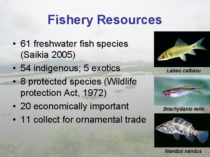 Fishery Resources • 61 freshwater fish species (Saikia 2005) • 54 indigenous; 5 exotics
