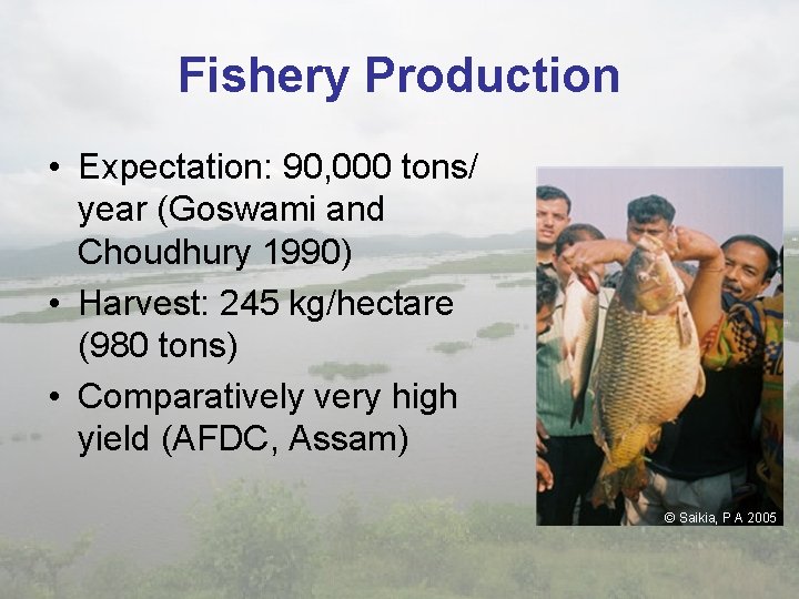 Fishery Production • Expectation: 90, 000 tons/ year (Goswami and Choudhury 1990) • Harvest: