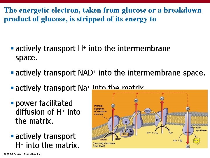 The energetic electron, taken from glucose or a breakdown product of glucose, is stripped