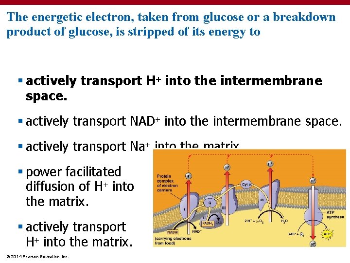 The energetic electron, taken from glucose or a breakdown product of glucose, is stripped
