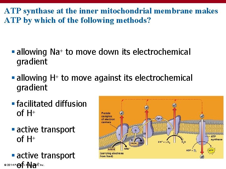 ATP synthase at the inner mitochondrial membrane makes ATP by which of the following