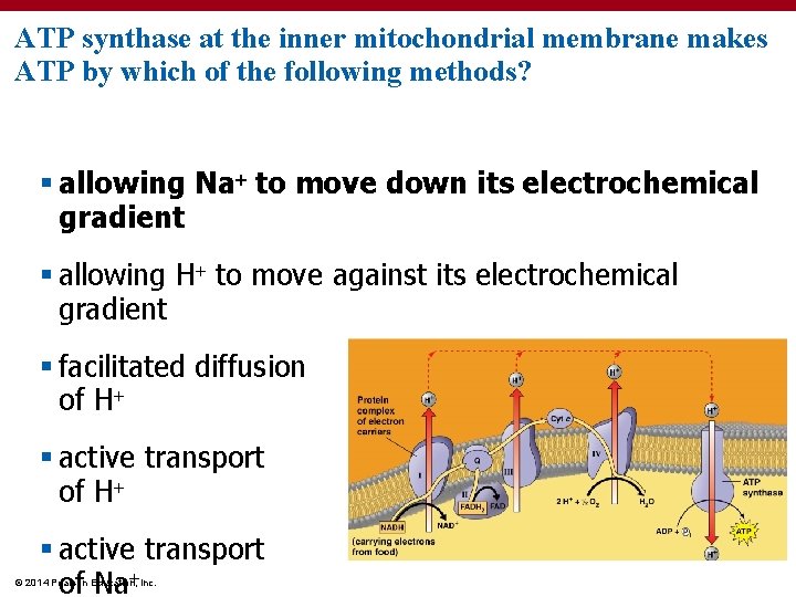 ATP synthase at the inner mitochondrial membrane makes ATP by which of the following